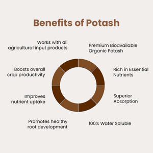Fertilizante en polvo de humato de potasio derivado de rodofitas para uso agrícola - Product Image 2