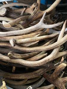 ชิ้นไม้เขากวางแดงคุณภาพสูง - Product Image 6