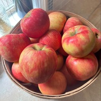 Hoge kwaliteit premium verse appels, snelverkopende geassorteerde verse appels