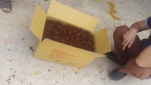 Anís Estrellado Orgánico de Nueva Cosecha 2025, Grado Premium, Anís Seco Marca KPRO, 100% Puro, 13.5% de Humedad Máxima, Vietnam, 24 Meses de Duración - Product Image 5