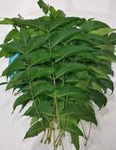 LEVAS CLAUSENA INDICA A BASE DE PLANTAS ETIQUETA LIMPIA SOLUCIÓN HERBAL NATURAL PARA EL CUIDADO DEL HÍGADO IMPULSO Y RELAJACIÓN - Product Image 2