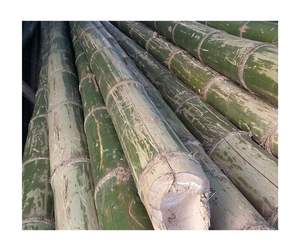 Vietnam Factory Eco-Friendly <b>Bamboo</b> <b>Cane</b> Pole Wholesale High Quality Natural Material for Construction Export Ready - Product Image 6
