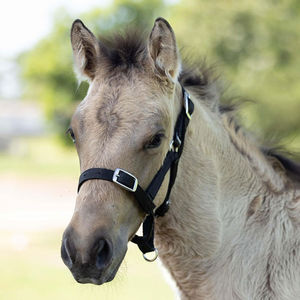 Licol pour poulains, colts et fillies, réglable, mini rembourrage doux, boucles en acier inoxydable et cuir robustes, noir - Product Image 3