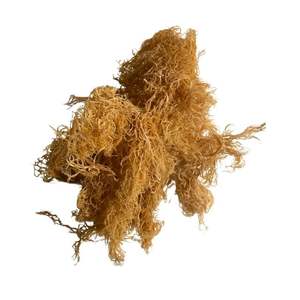 มอสทะเลตากแห้งจำนวนมาก-ราคาส่งตรงจากโรงงานคุณภาพระดับพรีเมี่ยมพร้อมจัดส่งทั่วโลก! - Product Image 5