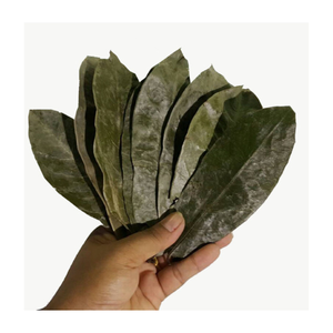 100% Feuille de corossol séchée naturelle, feuilles de Graviola de haute qualité du meilleur fournisseur au Vietnam - Product Image 1