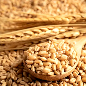 เมล็ดข้าวบาร์เลย์ปลูกออร์แกนิคทำจากข้าวบาร์เลย์แห้งออร์แกนิคจากผู้ผลิตคาซัคสถาน - Product Image 1