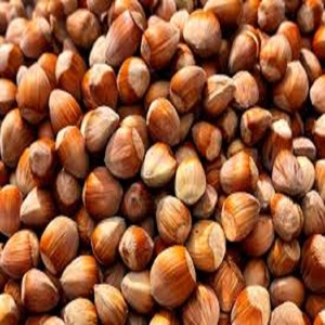 Noix de hêtre grillées en vrac, brutes, en coque, sans coquille, prix des noix en Turquie et en Indonésie - Product Image 4