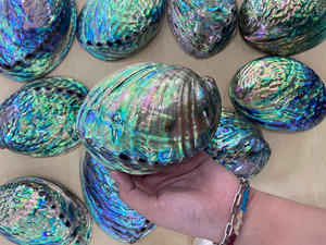 Vietnam <b>Abalone</b> <b>Shell</b> with Bright Iridescent Tone, Smooth Polish, and High Export Standard for Global Buyers - Product Image 4