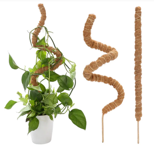 Tutor de Musgo Ecológico Ajustable con Palos de Coco Desmontables para Soporte de Plantas, de Vietnam - Product Image 6