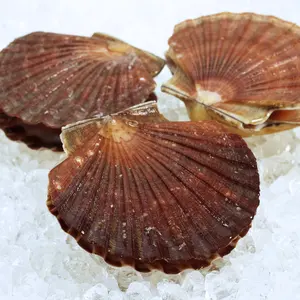 FROZEN WHOLE KING SCALLOP (PECTEN MAXIMUS)