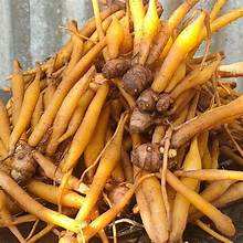 RAÍZ ENTERA DE KRACHAI CONGELADA CON INGREDIENTES DE ETIQUETA LIMPIA PARA APOYO INMUNE Y BIENESTAR BASADO EN PLANTAS - Product Image 3