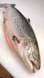 หัวปลาแซลมอนแอตแลนติกตัดรูปตัววีสำหรับผู้จำหน่ายอาหารทะเลแช่แข็งราคาต่อกิโลกรัมผลิตภัณฑ์ปลาจากนอร์เวย์อายุการเก็บรักษา24เดือน - Product Image 6