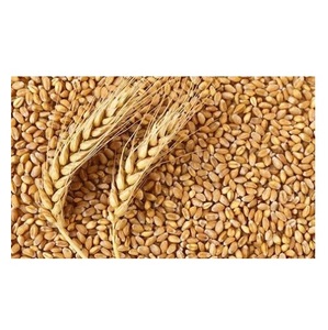 Natural Raw Grain <b>Barley</b> Animal Feed - Product Image 2