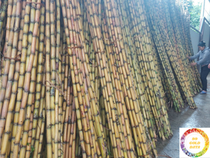 La caña de azúcar congelada de Vietnam conserva el sabor y los nutrientes a través de IQF - Product Image 3