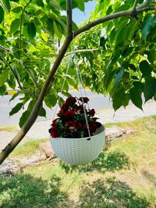 High Quality Multi-Color Hanging Planter Baskets Modern Style Outdoor Plastic Greenhouse Vertical Garden Flower Hanging Pot - Product Image 2