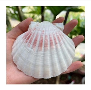 หอยเชลล์ธรรมชาติที่ทนทานใช้กันอย่างแพร่หลายสำหรับการนำเสนอและตกแต่งอาหารทะเลในโรงแรม - Product Image 1