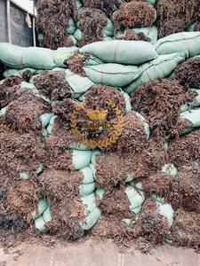 สาหร่ายทะเล Sargassum แห้งสาหร่ายทะเลทะเลแห้ง - Product Image 3