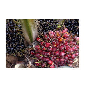 น้ำมันปาล์มสกัดจากถั่วปาล์มน้ำมันปาล์มสกัดน้ำมันพืช - Product Image 5