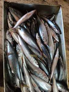 Pescado de caballa del Pacífico/comida de mar pescado de caballa del Pacífico congelado redondo entero seco - Product Image 6