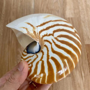 เปลือกหอยหอยโข่งขัดและหอยเป๋าฮื้อธรรมชาติสำหรับตกแต่งบ้านงานฝีมือชั้นนำ Nautilus ขนาดใหญ่ - Product Image 3