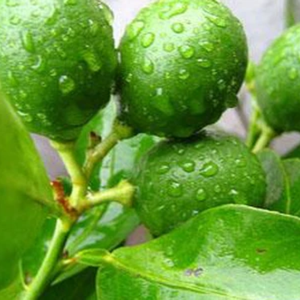KAFFIR NATURAL DE VIETNAM CONGELADO HOJAS DE LIMA 100% HIERBAS AROMÁTICAS PREMIUM RECIÉN COSECHADAS PARA EL MERCADO DE EXPORTACIÓN DE COCINA DE ALIMENTOS - Product Image 2