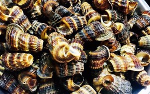 SOURCE MINÉRALE DE COQUILLE DE MER NATURELLE PURE POUR LE SYSTÈME IMMUNITAIRE SUPPORT INGRÉDIENT D'ÉTIQUETTE PROPRE - Product Image 2