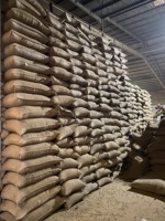 Granos de Café Robusta Verde de Vietnam SR 13 SR16 SR28 Envío Rápido Empaquetado en Bolsa de Yute Contacta a Lynn +84869981238