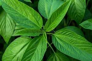 HOJAS DE YUTE CONGELADAS CON ALTA FIBRA PARA DIETAS DE ETIQUETAS LIMPIAS Y APOYO INMUNE NATURAL DE FUENTES VEGETALES - Product Image 3