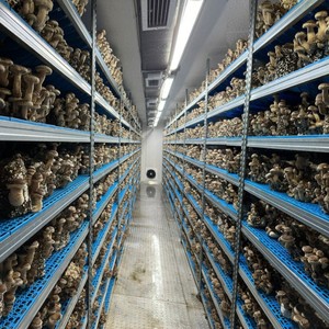 Conteneur intelligent de culture de champignons avec contrôle du CO2 et de l'humidité pour l'élevage de champignons huîtres et shiitake en usine - Product Image 6