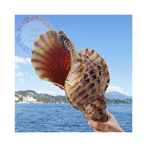 Coquillages de trompette de qualité supérieure à des prix de gros compétitifs-beaux et naturels - Product Image 4