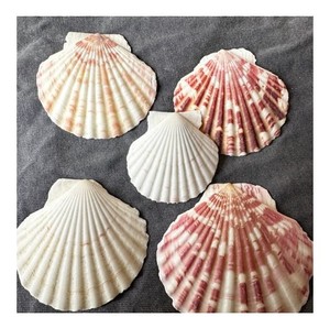 Conchas de Vieira de hermosas formas, ideales para la decoración del hogar, diseños costeros y suministros para manualidades - Product Image 1
