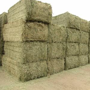 Alfalfa Hay/Alfalfa <b>Grass</b> Hay/Alfalfa Hay Bale for Animal <b>Feed</b> - Product Image 1