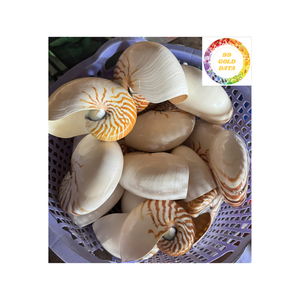 Nautilus Shell decorativo natural pulido de Vietnam para acuario de artesanía de arte y uso de decoración del hogar - Product Image 3