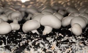 Mousse de tourbe naturelle professionnelle avec pH ajusté, milieu de culture neutralisé optimisé pour la culture des champignons - Product Image 1