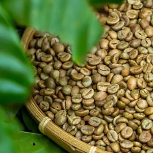 VILACONIC Vietnam ROBUSTA yeşil kahve fasulyesi-Robusta kahve çekirdeği İşleme İhracat kalitesi-Whatsapp: + 84 912324246 (Grace)