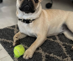 ชุดปลอกคอและสายจูงสุนัขหนัง PU สำหรับสุนัขขนาดใหญ่แบบทำมือ - Product Image 5