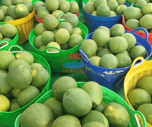 Pomelo de piel verde de Vietnam, fruta cítrica jugosa dulce fresca, calidad de exportación, suministro directo de granja, precio competitivo disponible - Product Image 5