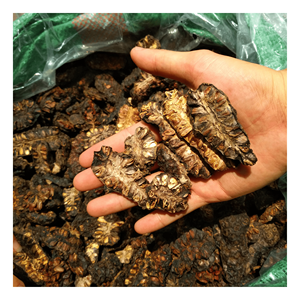 FRUITS NONI SECS DEMI COUPÉS EN GROS DU VIETNAM POUR L'EXPORTATION DE HAUTE QUALITE ET À PRIX COMPÉTITIF EN 2025 - Product Image 3