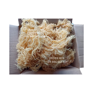 Vietnam vente en gros 100% mousse de mer Bladderwrack/mousse de mer irlandaise/séché Chondrus Crispus mousse de mer - Product Image 4