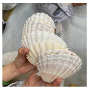 COQUILLES DE SAINT-COQUILLE POLI ET NETTOYÉES POUR BOÎTE CADEAU SAVON AFFICHAGE ART ARTISANAT OU PRÉSENTATION ALIMENTAIRE - Product Image 3