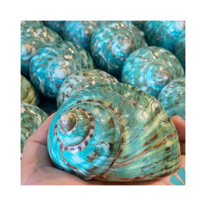 เปลือกหอยเทอร์โบสีเขียวสำหรับตกแต่งบ้านชายฝั่งและงานฝีมืองานแต่งงานริมชายหาด - Product Image 1