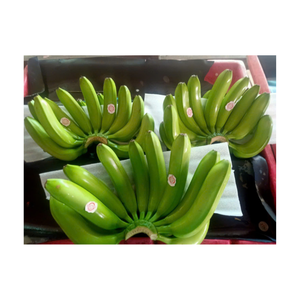 Envío a granel de plátano verde sin madurar fresco entero para cocinar procesamiento maduración embalado para uso de exportación y compradores mayoristas - Product Image 5