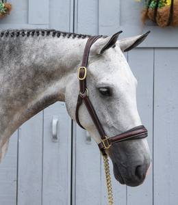 Para mostrar el Halter para tu equino, El Halter es lo último en lujo y elegante costura blanca de la banda de la nariz con accesorios de latón. - Product Image 6