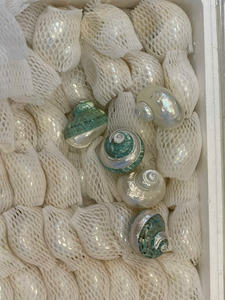 Seashell Natural Tabletop Accent <b>Ornament</b> Created from Polished Marine Shells Ethically Sourced Vietnam - Caryln 0084935825297 - Product Image 3
