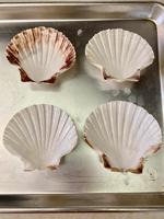 COQUILLES DE MER NATURELLES COQUILLES DE PÉTALÈCLES CRUS POUR LA PRÉSENTATION DES ALIMENTS VIETNAM