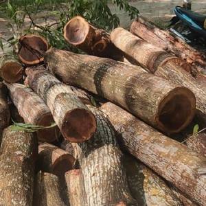 Piles en bois d'eucalyptus de haute qualité bois de santal parfumé pour un usage religieux - Product Image 4