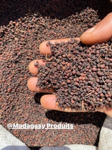 Poivre Sauvage Voatsiperifery de Madagascar Qualité Supérieure en Vrac Naturel Séché Poivre Noir VANILLE HARVEST 24 Herbes Simples Épices - Product Image 3