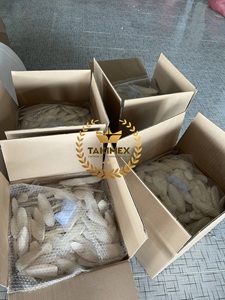 Hueso de sepia seca natural de 20cm de altura, hueso de sepia seco, muy alto calcio para tus loros, tortugas fabricadas en Vietnam - Product Image 6