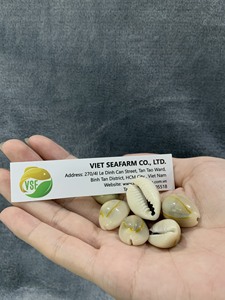 Producto de concha marina natural de concha de cauri dorada pulida de alta calidad de Vietnam con precio competitivo para animales al por mayor - Product Image 4