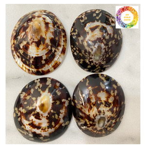 Conchas pulidas de lapa de Vietnam Limpieza de alta calidad Ideal para manualidades y regalos - Product Image 2